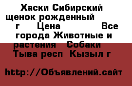 Хаски Сибирский (щенок рожденный 20.03.2017г.) › Цена ­ 25 000 - Все города Животные и растения » Собаки   . Тыва респ.,Кызыл г.